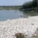 La COEPRIS monitorea mortandad de peces y calidad del agua en municipios del sur de Tamaulipas