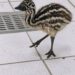 Nacen dos ejemplares de emú en el Zoológico Tamatán de Ciudad Victoria