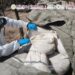 Autoridades federales localizan e inhabilitan tres laboratorios clandestinos en Sinaloa