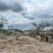 Cobra densidad el olor a ‘huachicol’ en Tamaulipas: Aseguran 2 tomas clandestinas en Altamira