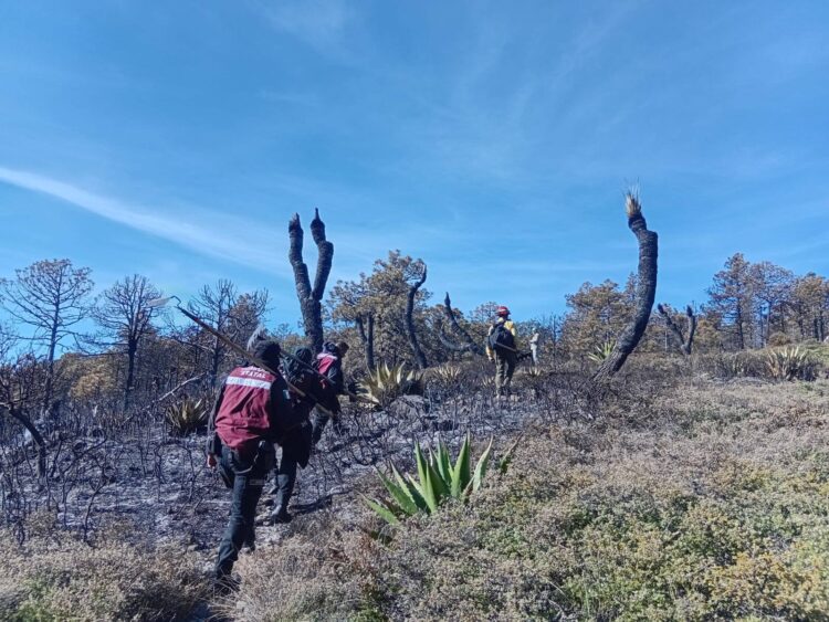 Plan Tamaulipas sigue combatiendo incendio forestal activo en Miquihuana; afecta 125 hectáreas