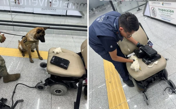 Un  perro policía localiza 8.8 kilos de cocaína ocultos en una silla de ruedas en el AICM