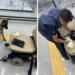Un  perro policía localiza 8.8 kilos de cocaína ocultos en una silla de ruedas en el AICM