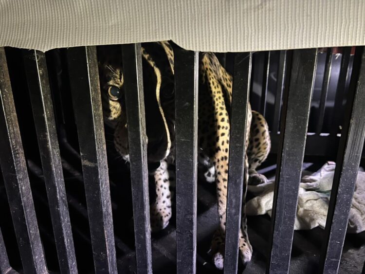 Brindan atención especializada a felino silvestre rescatado en la zona serrana de Tamaulipas