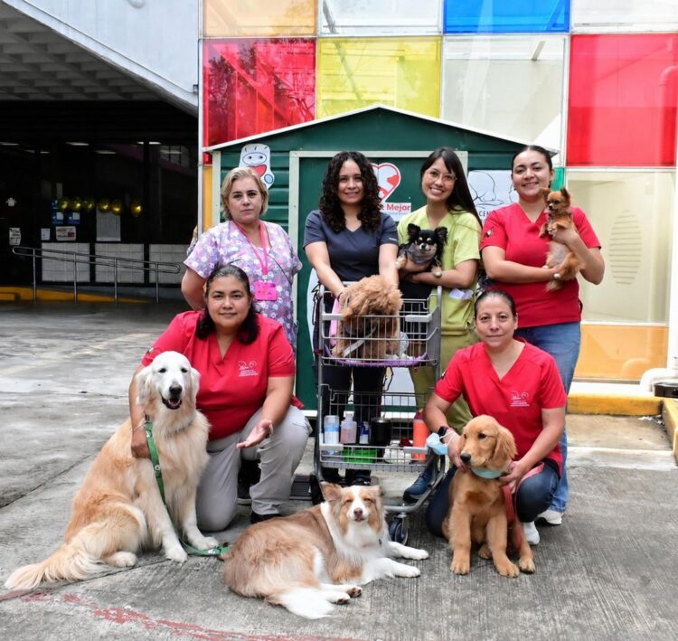 Terapias asistidas con perros fortalecen bienestar emocional de pacientes en el INP