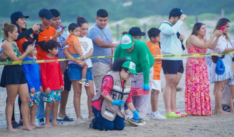 Disfrutan liberación de crías de tortuga lora en Playa Miramar de Ciudad Madero