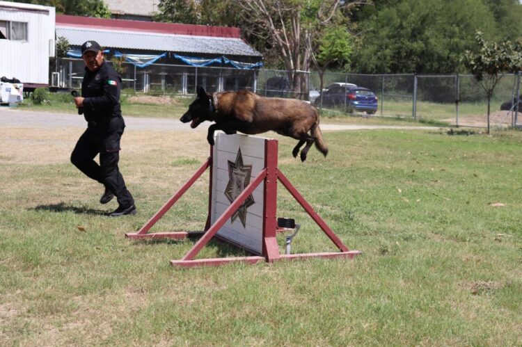 Binomios K-9 de la Guardia Estatal fortalecen la seguridad y la cercanía con la ciudadanía