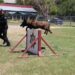 Binomios K-9 de la Guardia Estatal fortalecen la seguridad y la cercanía con la ciudadanía