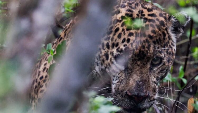 Libera Tamaulipas a jaguar rescatado tras proporcionarle atención médica especializada