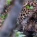 Libera Tamaulipas a jaguar rescatado tras proporcionarle atención médica especializada