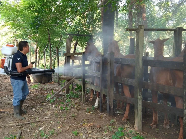 Inicia gobierno de Tamaulipas plan piloto de fumigación contra el gusano barrenador
