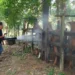 Inicia gobierno de Tamaulipas plan piloto de fumigación contra el gusano barrenador