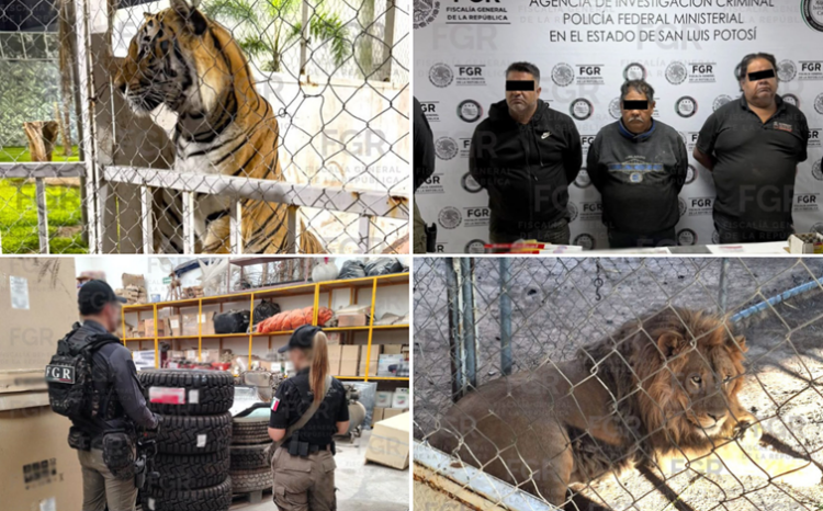 SLP: La FGR procesa a 3 con miles de neumáticos, más de 90 vehículos, leones africanos y tractocamiones