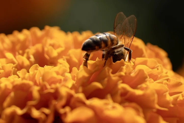 A solicitud de comunidad maya de Campeche SCJN  analizará reconocer a abejas como sujetos de derechos