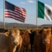 México se crece al castigo: Crisis del gusano barrenador la convierte en bonanza para exportar carne