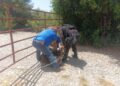 Policías de la GE afinan el pial y la mangana para auxiliar a ganadero de SLM a recuperar becerro extraviado
