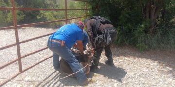 Policías de la GE afinan el pial y la mangana para auxiliar a ganadero de SLM a recuperar becerro extraviado