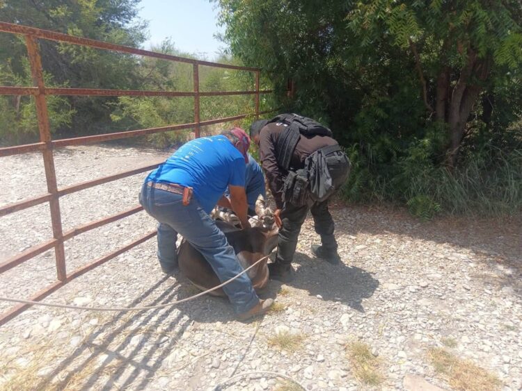 Policías de la GE afinan el pial y la mangana para auxiliar a ganadero de SLM a recuperar becerro extraviado