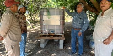 Bioinsumos abren camino a la recuperación de huertas citrícolas en Güémez