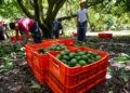 El sector aguacatero de México celebra con cautela reinicio de las exportaciones a EU; cientos de militares vigilan