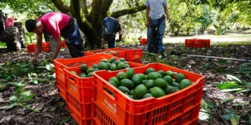 El sector aguacatero de México celebra con cautela reinicio de las exportaciones a EU; cientos de militares vigilan
