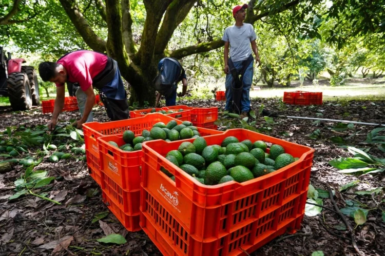 El sector aguacatero de México celebra con cautela reinicio de las exportaciones a EU; cientos de militares vigilan