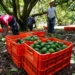 El sector aguacatero de México celebra con cautela reinicio de las exportaciones a EU; cientos de militares vigilan