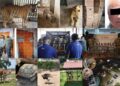 Sorpresa en el sur de Tamaulipas: Además de ‘huachicol’ hallan más de 150 animales exóticos en cateos