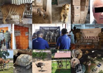 Sorpresa en el sur de Tamaulipas: Además de ‘huachicol’ hallan más de 150 animales  exóticos en cateos