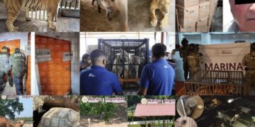 Sorpresa en el sur de Tamaulipas: Además de ‘huachicol’ hallan más de 150 animales  exóticos en cateos