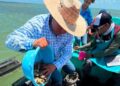 Dan seguimiento técnico al crecimiento de la actividad ostrícola en la Laguna Madre