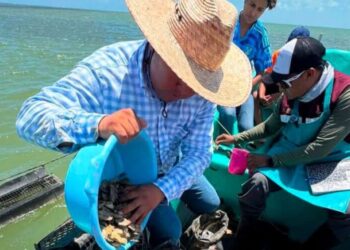 Dan seguimiento técnico al crecimiento de la actividad ostrícola en la Laguna Madre