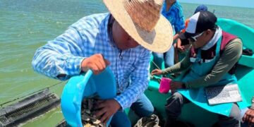 Dan seguimiento técnico al crecimiento de la actividad ostrícola en la Laguna Madre