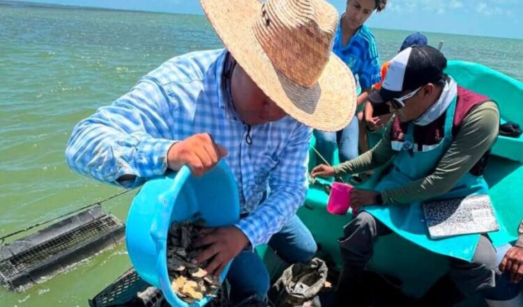 Dan seguimiento técnico al crecimiento de la actividad ostrícola en la Laguna Madre