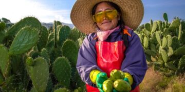 Crece 9.4% la producción nacional de tuna; Estado de México lidera la cosecha con más de 159 mil toneladas