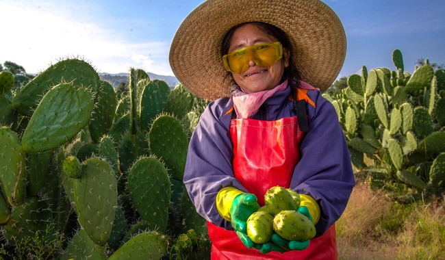 Crece 9.4% la producción nacional de tuna; Estado de México lidera la cosecha con más de 159 mil toneladas