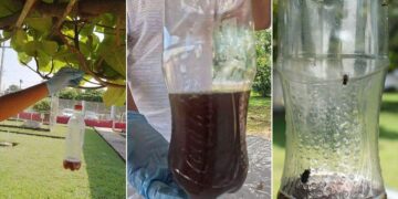 La Sader y Sembrando Vida capturan 16 millones de moscas del gusano barrenador con 600 mil trampas artesanales