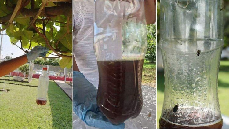 La Sader y Sembrando Vida capturan 16 millones de moscas del gusano barrenador con 600 mil trampas artesanales