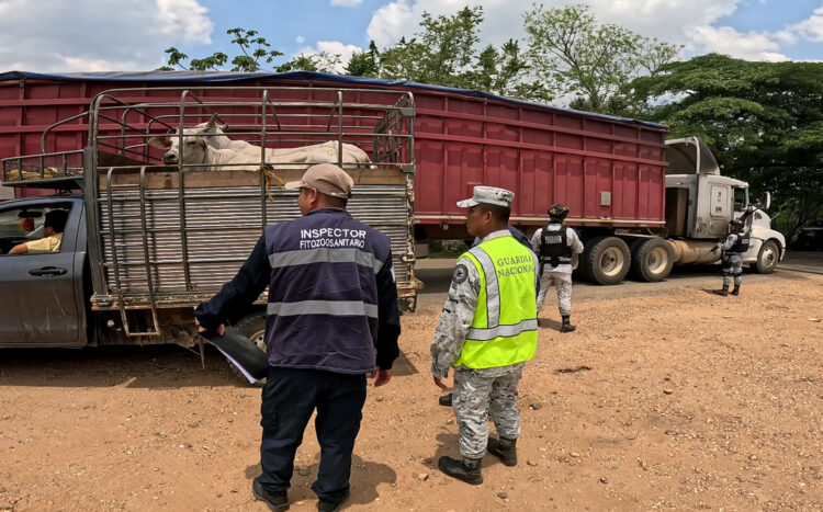 Inspecciona AGRICULTURA más de 80 mil cargamentos y 5 millones de cabezas de ganado contra el GBG