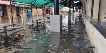 Con cocodrilos en calles y marcianos de fiesta, Tampico y Madero se revuelven entre aguas pestilentes