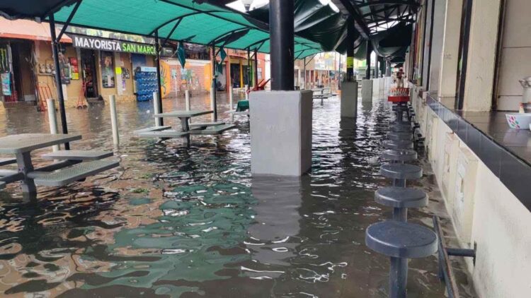 Con cocodrilos en calles y marcianos de fiesta, Tampico y Madero se revuelven entre aguas pestilentes