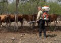 Intensifica Tamaulipas acciones de control en predios afectados por gusano barrenador