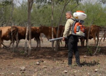 Intensifica Tamaulipas acciones de control en predios afectados por gusano barrenador