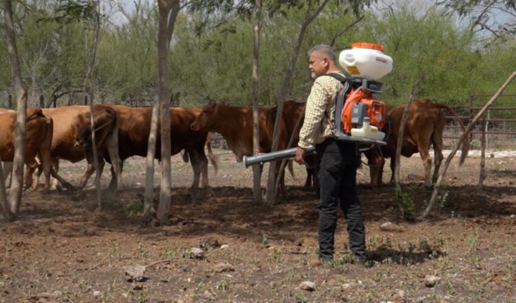 Intensifica Tamaulipas acciones de control en predios afectados por gusano barrenador