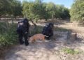 La GE interviene en caso de maltrato de un perro de la raza Pitbull en inmueble de Padilla