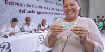 AGRICULTURA asegura la entrega de incentivos al maíz blanco en Sinaloa