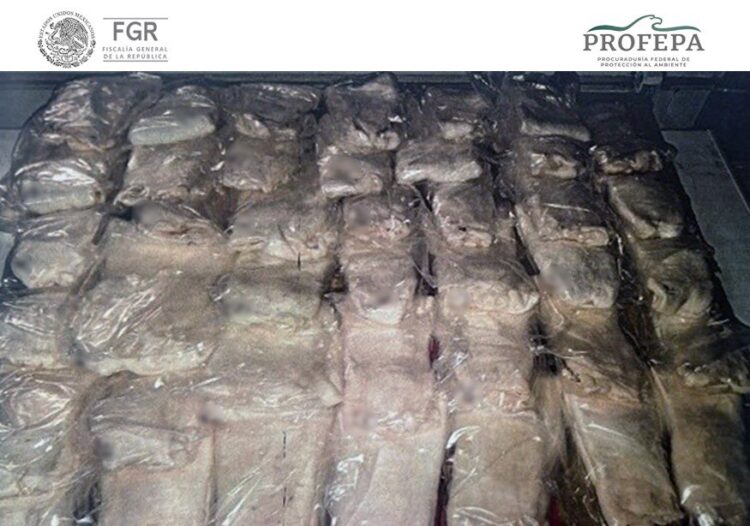 FGR y PROFEPA logran condena por tráfico ilegal de Totoaba 