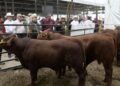 Concluye Programa de Mejoramiento Genético 2026 en la Feria Tamaulipas