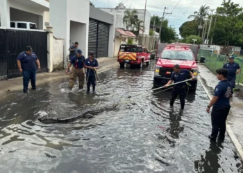 Alertan  a población de Ciudad Madero por presencia de cocodrilos tras las  lluvias