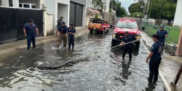 Alertan a población de Ciudad Madero por presencia de cocodrilos tras las lluvias